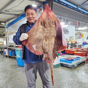 국산홍어 목포 흑산도 홍어 회, 국산 목포 홍어 500g 중간 숙성, 1개