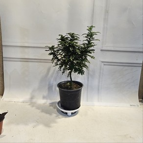 플랜츠영 외목대 반려식물 산초 중품 야생화 35-50cm 119