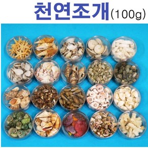 천연조개류세트(1통)조개껍데기 장식용조개, 1개