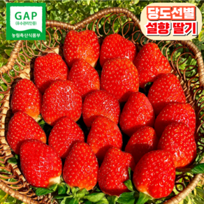 [농장직송] 제철 설향딸기 당일수확, 1개, GAP설향딸기 500g(20-24과)