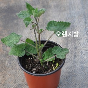 FV 오렌지밤 화분 4개