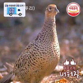 (당일출돼지) 보신용 (게사니) 거위고기 2.5kg~3kg내외 마라 토끼고기 꿩고기 (장끼) 오골계 토종닭 모음, 700g, 1개, 꿩고기700g 이상(까투리)