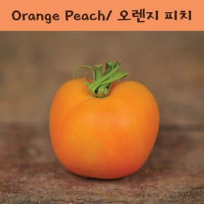 오렌지피치 Oange Peach 방울토마토 달콤한 희귀토마토 교육체험용 세트, 1개