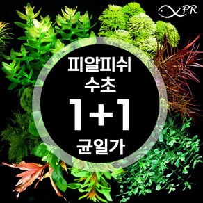 [1+1 행사] 피알피쉬 수초 모음 / 초보 전경 후경 수초, 7.미크란테뭄 sp. 몬테카를로 20촉, 2개