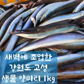 해나루덕장 오늘 새벽에 조업한 강원도 고성 양미리 생물