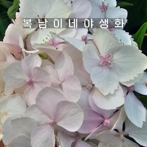 흰수국 테레사 [1포트 복남이네야생화 모종 화이트 hydangea], 1개