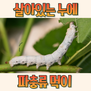 하이농장 파충류먹이 살아있는 누에, 10개, 0.03g