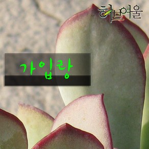 허브여울다육 가입랑 지름 9cm 소품화분, 3개