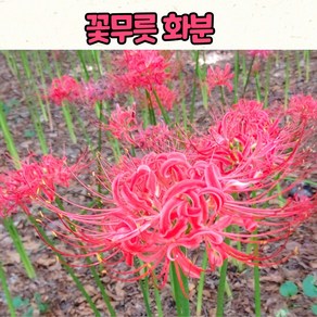 꽃무릇 포트 모종(10cm 화분) / 개화주 노지월동 구근식물