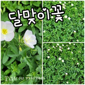 달맞이꽃 01 흰색 특랜덤 공기정화식물/미세먼지/공기정화효과 공기정화식물, 1개