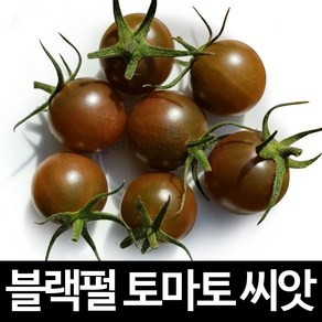 블랙펄 토마토 씨앗 흑 토마토씨앗 검정 과일 10알, 1개