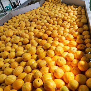 국내산 가정용 성주 참외 소과 2kg 12과 내외, 1개