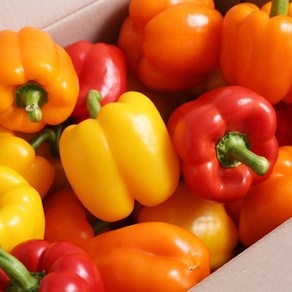 [맛꾼] 산지직송 파프리카 가정용 1kg(5-9개내외), 1개, 1kg