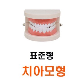 치아구조 치아모형