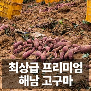 프리미엄급 해남 베니하루카 꿀고구마 호박고구마 고구마 세척, 1박스, 5kg 호박고구마 (세척 대)