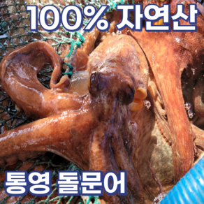 [신선도up] 예스수산 통영 자연산 활 돌문어 1kg(1-3미) +증정(참기름+초장) 엄격선별 최상급 당일조업 산지직송 제철 국내산 일반용 제수용