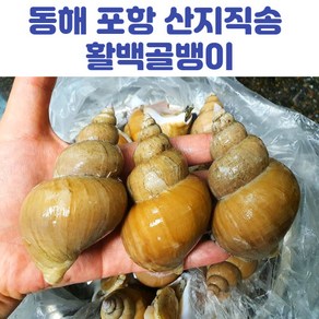 동해 포항 활백골뱅이 백고동 1kg 소 중 대, 활백골뱅이_1kg(소), 1개