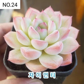 다육식물- 희귀 다육 100가지 모아보기