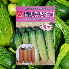 오이씨앗 웰빙맛짱오이 40립 1개 생식용오이 소박이 피클 노각 오이 씨앗