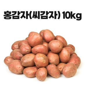 영진팜 강원도 홍감자 종자 씨감자 왕산면 로즈 카스텔라 감자 씨앗, 10kg, 1개