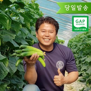 쓴맛 없이 맛있는 오이 소박이 오이지용 양주농부 클로렐라 백다다기 백오이, 1box, 클로렐라 오이 5kg (30개-34개)