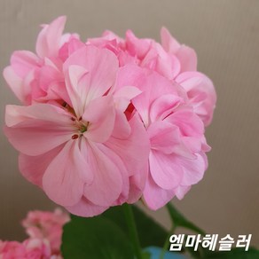 엠마헤슬러 유럽제라늄 No.11