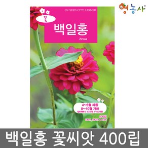 백일홍 중포장 씨앗 400립