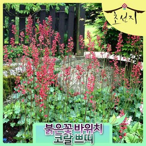 [초선지] 3개묶음 붉은꽃 바위치 코랄 쁘띠 coal bells, 3개