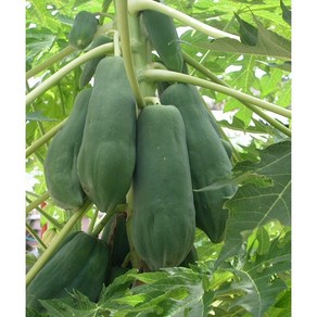 그린 파파야/ 생파파야 쏨땀재료 papaya du du (1개 =약 400g~600g), 1개