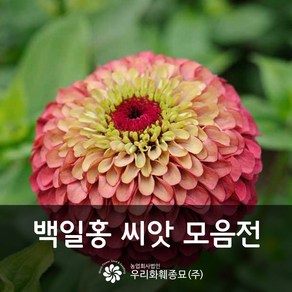 우리화훼종묘 백일홍 씨앗- 퀸 레드 라임 0.20g, 1개