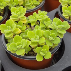 [소소한다육] 장미허브 Plectanthus tomentosa 다육식물, 1개