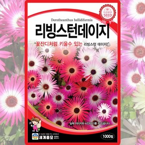 세계종묘 리빙스턴데이지 씨앗 1000립 아이스플란트 데이지 꽃씨 종자, 1개