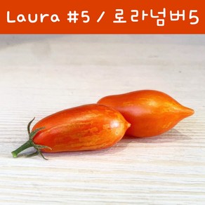 로라넘버 5 Laua #5 희귀 난쟁이토마토 키작은 토마토 수경재배토마토 교육용 체험용세트