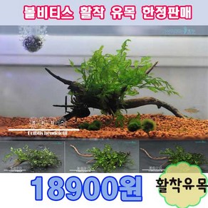 볼비티스 활착수초(10~14cm) 고급수초, 1개