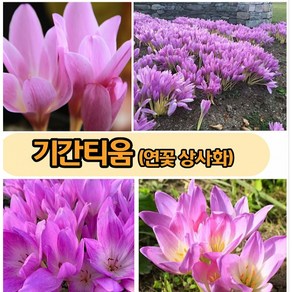 [비젼플라워] (야생화놀이터)-노지월동-연꽃상사화-기간티움-중품, 1개, 00