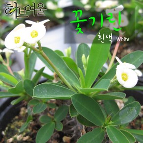 [허브여울꽃기린] 꽃기린 화이트(White 흰색) 지름 15cm 중품다육화분, 1개