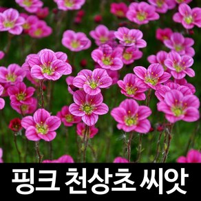 핑크 천상초 씨앗 운간초 종자 천상화 꽃씨 씨 100알