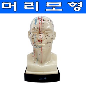 wy 머리경혈모형 머리모형 머리동인형 인체모형, 1개