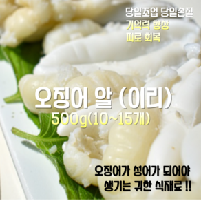 [귀한 식재료] 자연산 오징어알 500g 10~15마리, 1세트