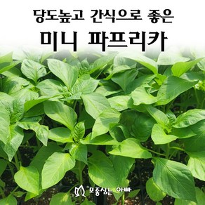 [모종심는아빠] 당도가 높아 간식으로 좋은 미니파프리카 모종, 노랑1컵, 1개