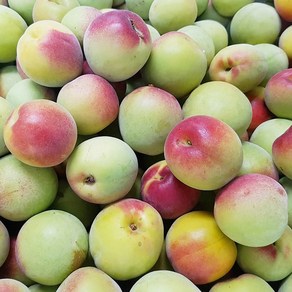 [매실촌] 남고 황매실 (특품), 1개, 10kg