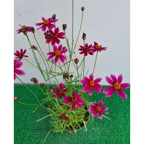 [다온야생화] N6137 빨강썬빔 (10cm) [랜덤], 1개