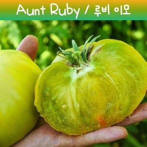 Aunt Ruby 루비이모 토마토 그린토마토 희귀토마토 씨앗 교육 체험용, 1개