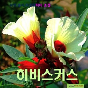 히비스커스 5립 씨앗 구근 모종 꽃씨 봄 여름 가을 겨울 희귀 심는꽃 야생화, 1개