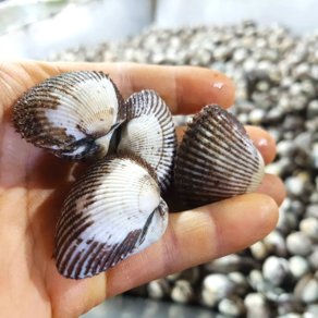 [싱싱이네] 산지직송 국산 여수 새꼬막 2kg 3kg 4kg 5kg, 1개, 가정용소1kg