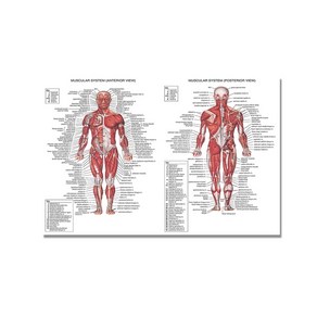 인체 장기 근육 차트 포스터 지도 캔버스 페인팅 벽 의료 교육용 의사 사무실 교실 장식