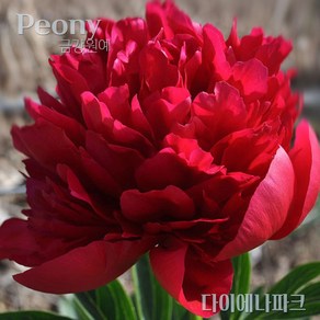 작약(Peony) 숙근 입고 다이에나파크(2~3촉) 금강원예, 1개