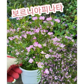 보로니아 피나타(Boronia Pinnata)/ 작그만한 예쁜방울이 톡톡 터지는 작은꽃 보르니아