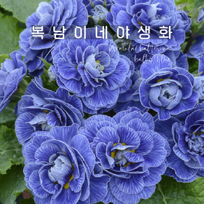 발레리나앵초 발틱블루 [1포트 복남이네야생화 모종 앵초 프리뮬라 primula]