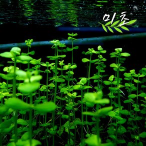 [미초] 도리마리아 코다타 수초 4촉 & 10촉 / 유경 수초 / 레이아웃 수초 / 어항 수초, 4개